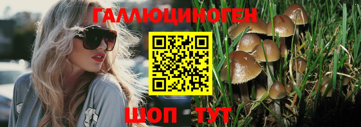 Галлюциногенные грибы Psilocybine cubensis Корсаков
